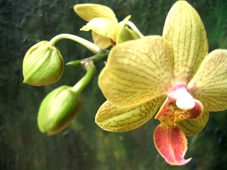 胡蝶蘭080303.jpg