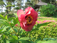 ぼたん080502.jpg