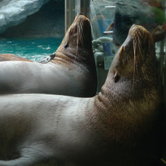 海獣091212.jpg