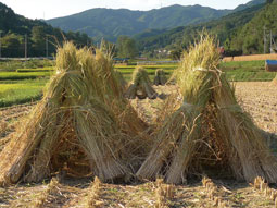 稲穂091020_2.jpg