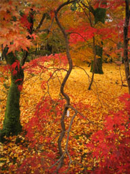 京都の紅葉.jpg