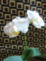 胡蝶蘭090212.jpg