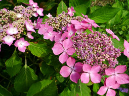 紫陽花090703.jpg