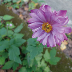 野草091121.jpg