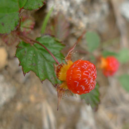 キイチゴ120814_2.jpg