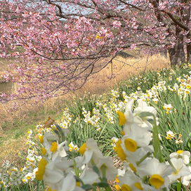 南の桜140305_3.jpg
