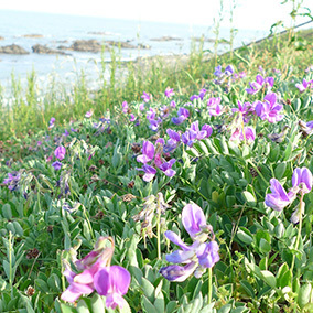 大洗150519_2.jpg