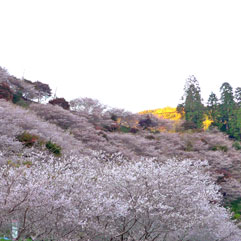 小原111124_2.jpg