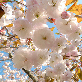 山桜150510_1.jpg