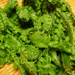 山菜110511_1.jpg