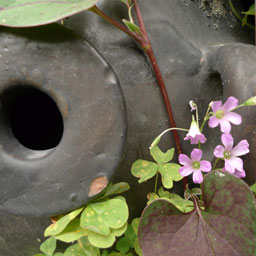 常滑120607_1.jpg