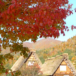 白川郷121108_3.jpg
