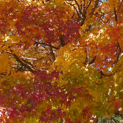 紅葉101105.jpg