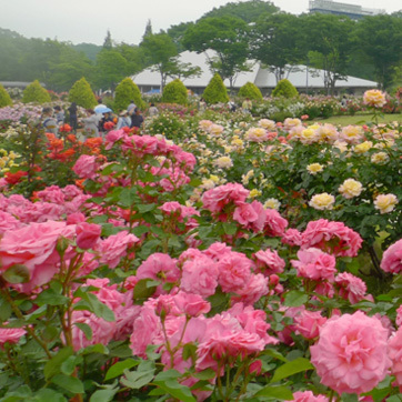 花フェスタ180530_2.jpg