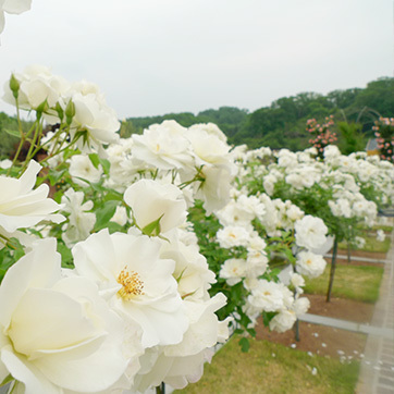 花フェスタ180530_3.jpg