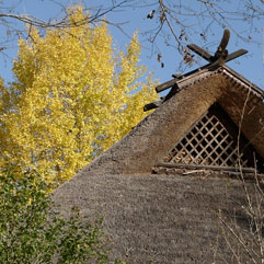 香嵐渓111120_2.jpg