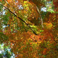 香嵐渓111120_3.jpg